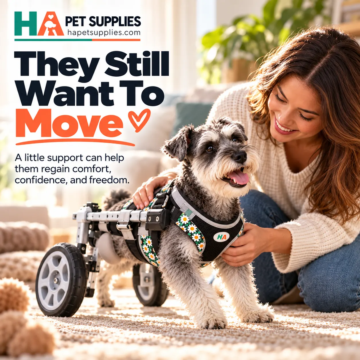 Schnauzer using rear leg dog wheelchair for mobility support