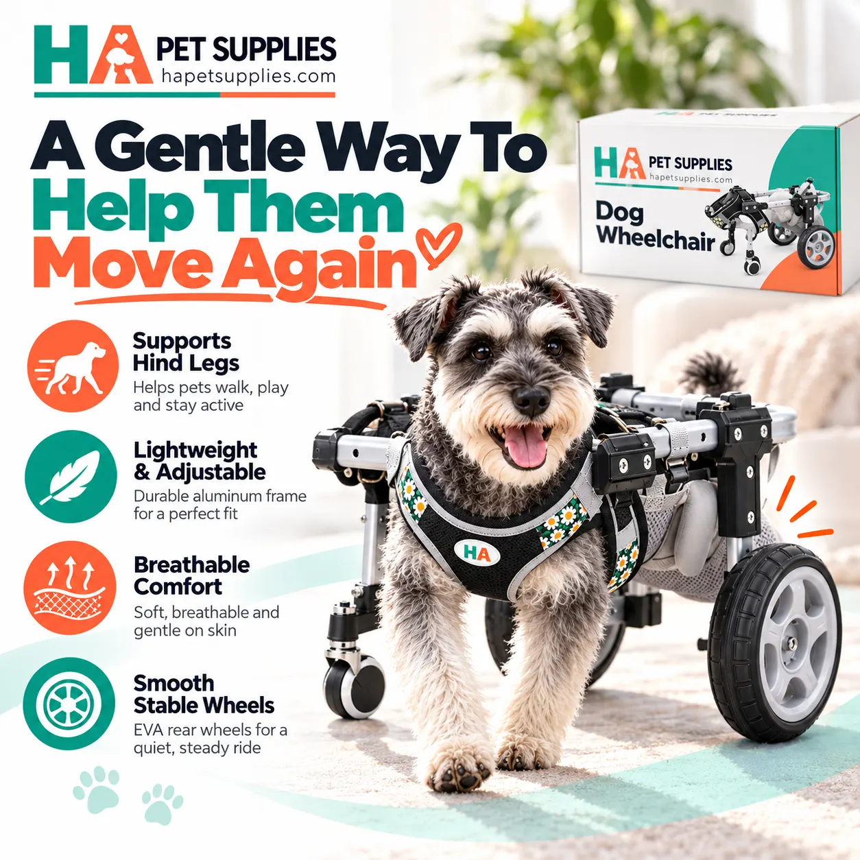 Schnauzer fitted with adjustable dog wheelchair