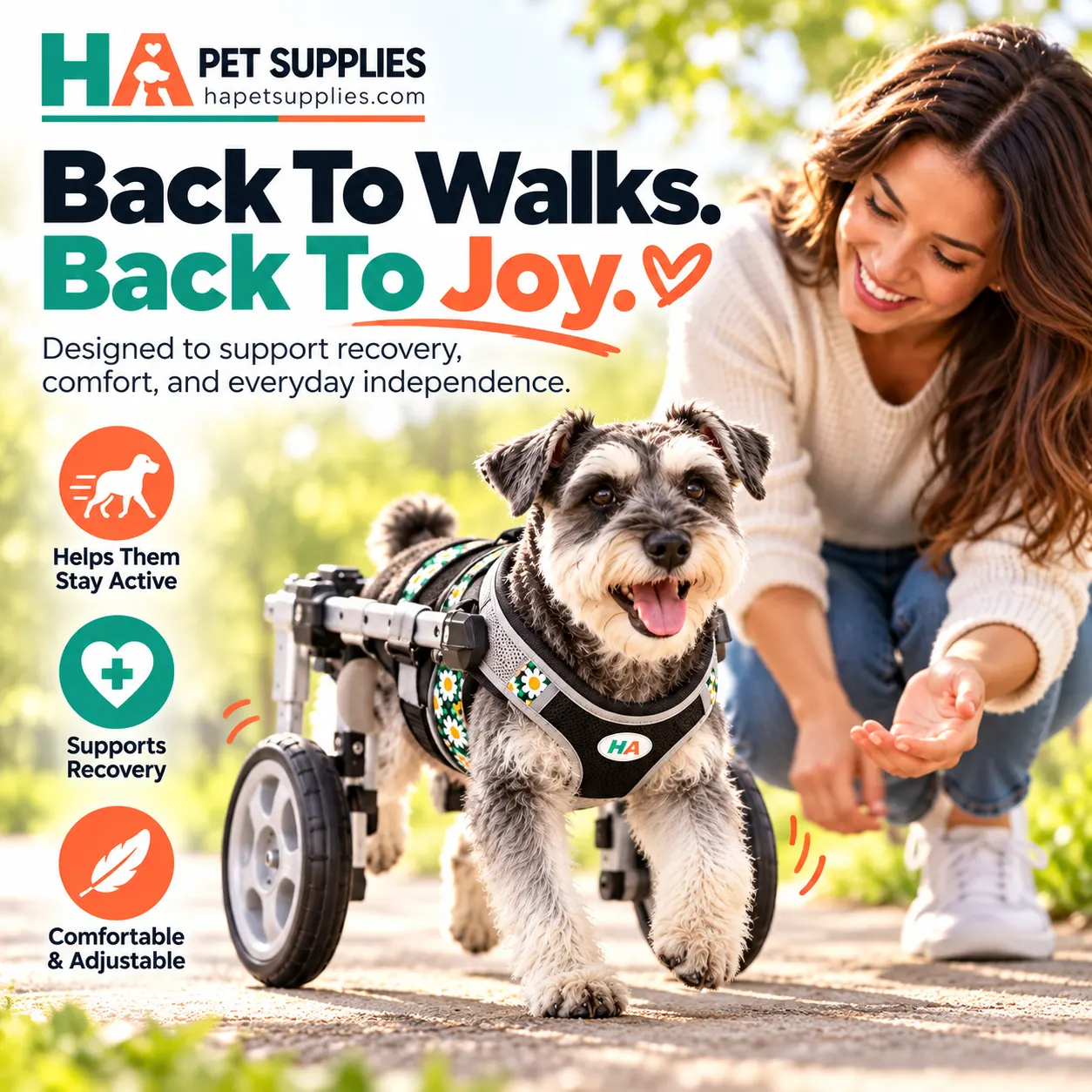 Happy Schnauzer walking with rear support dog wheelchair