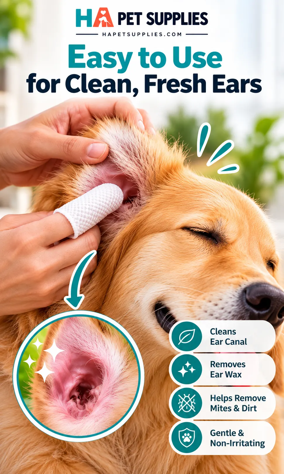 Dog ear wipes gently cleaning Golden Retriever outer ear