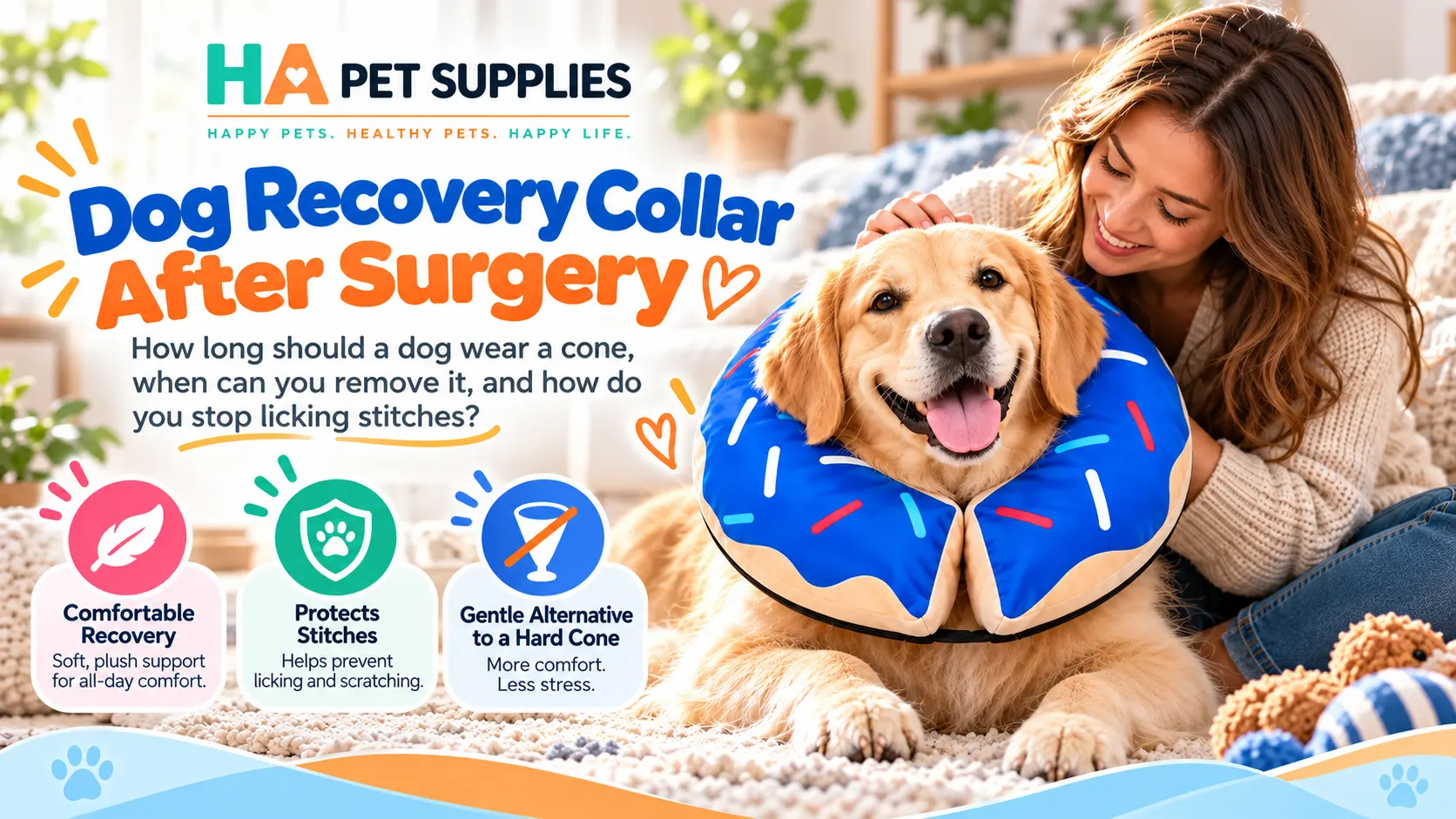 Dog recovery collar after surgery protecting a Golden Retriever