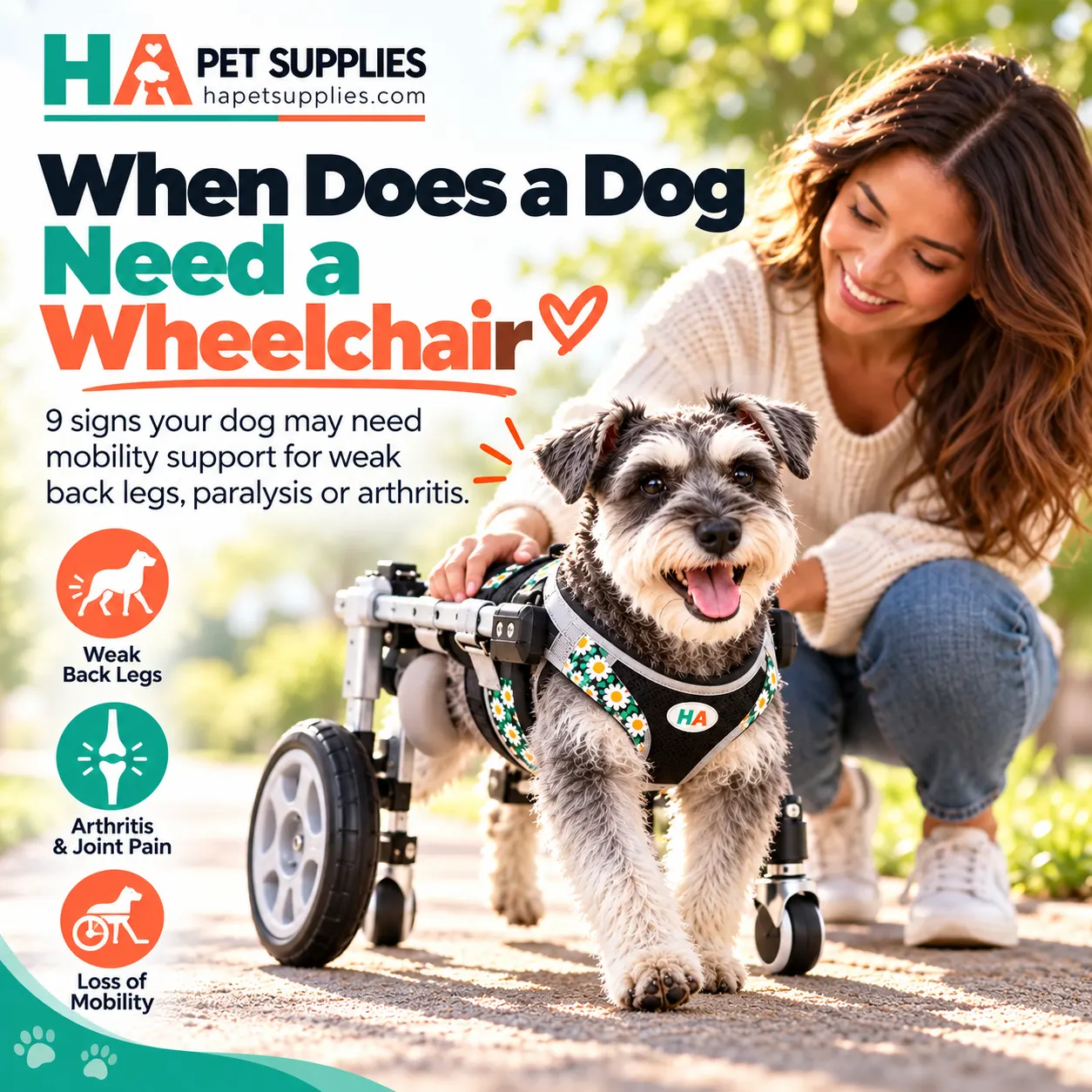 Dog wheelchair supporting Schnauzer with weak back legs