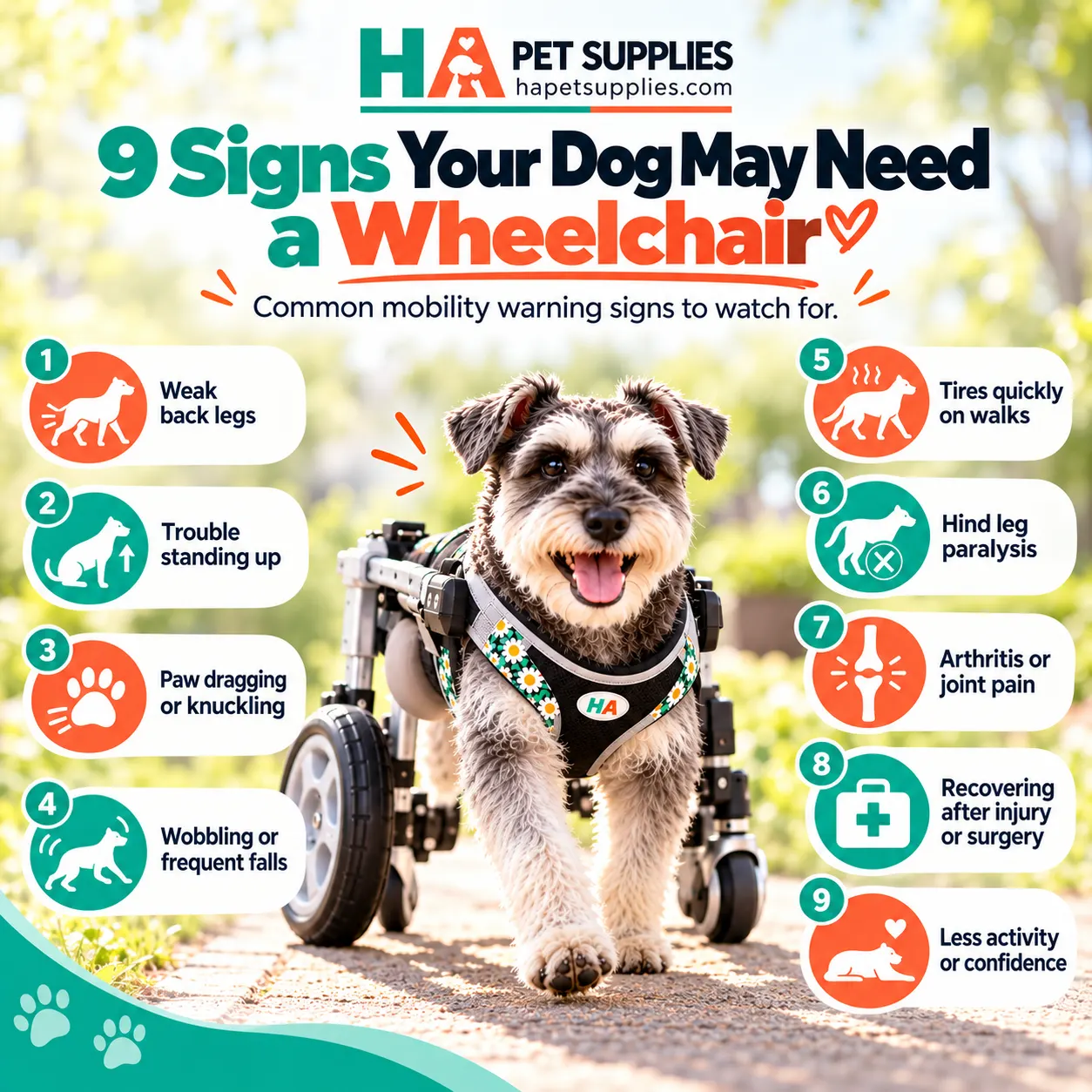 9 warning signs your dog may need a wheelchair – key signs of dog mobility problems and weak back legs