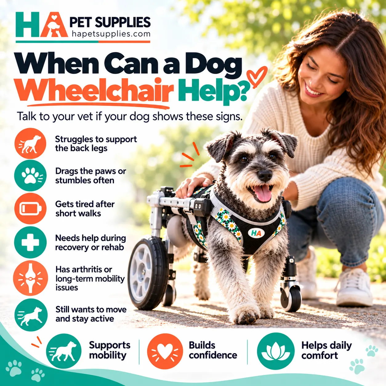 Dog wheelchair supporting comfortable Schnauzer mobility