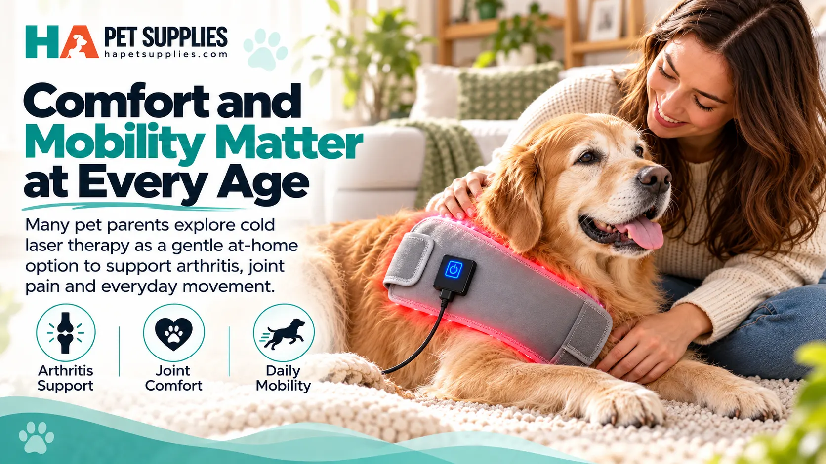 Senior dog using cold laser therapy for dogs with joint stiffness
