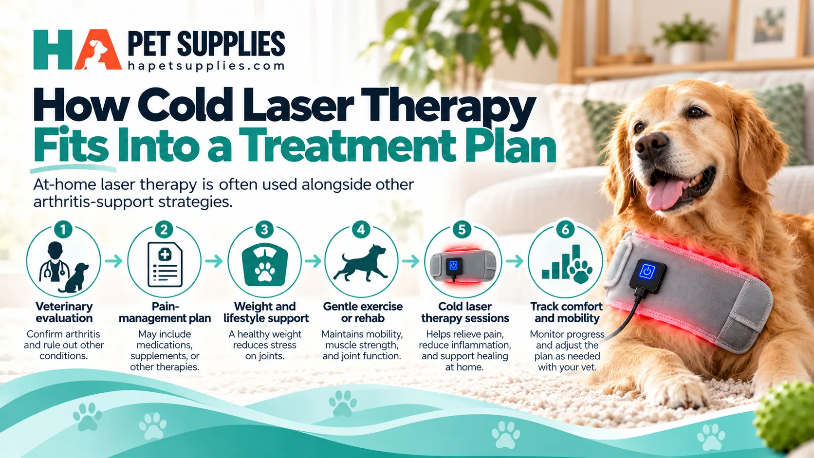Dog arthritis and joint pain treatment plan including cold laser therapy